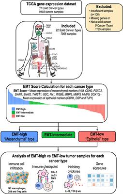 Pan-Cancer Analysis Shows Enrichment of Macrophages, Overexpression of Checkpoint Molecules, Inhibitory Cytokines, and Immune Exhaustion Signatures in EMT-High Tumors